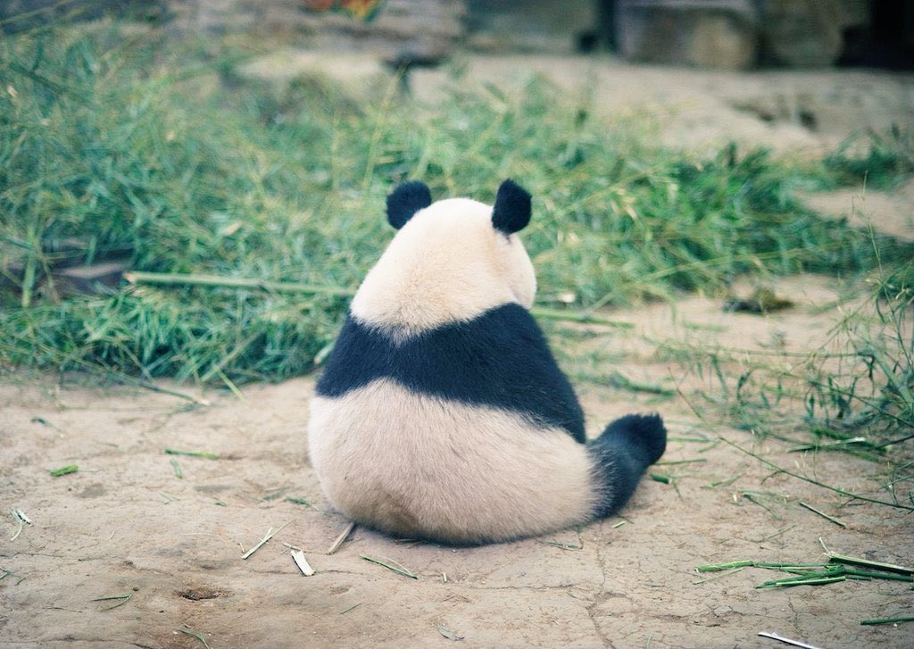 عندما تحزن الباندا 🥺❤️