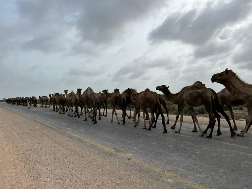 ShehzadSadiq6's tweet photo. The Camels are the major source of livelihood of “Jat” community living in and around the mangrove forests of Indus Delta. They are dependent upon mangroves and the SFD always tries to support them by allowing to browse into established stands of mangroves through RG System. https://t.co/0FyzpBmaLX