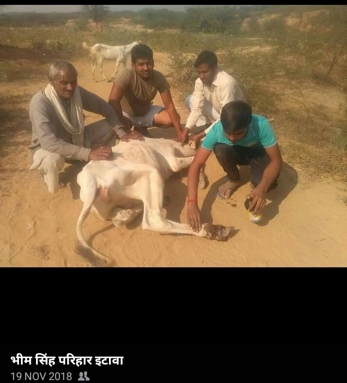 vikas_lok's tweet photo. हमारे गौसेवा सदन ,एक छोटा सा प्रयास 
असहाय की सेवा संस्था के ��्दारा https://t.co/EV1STby2CD