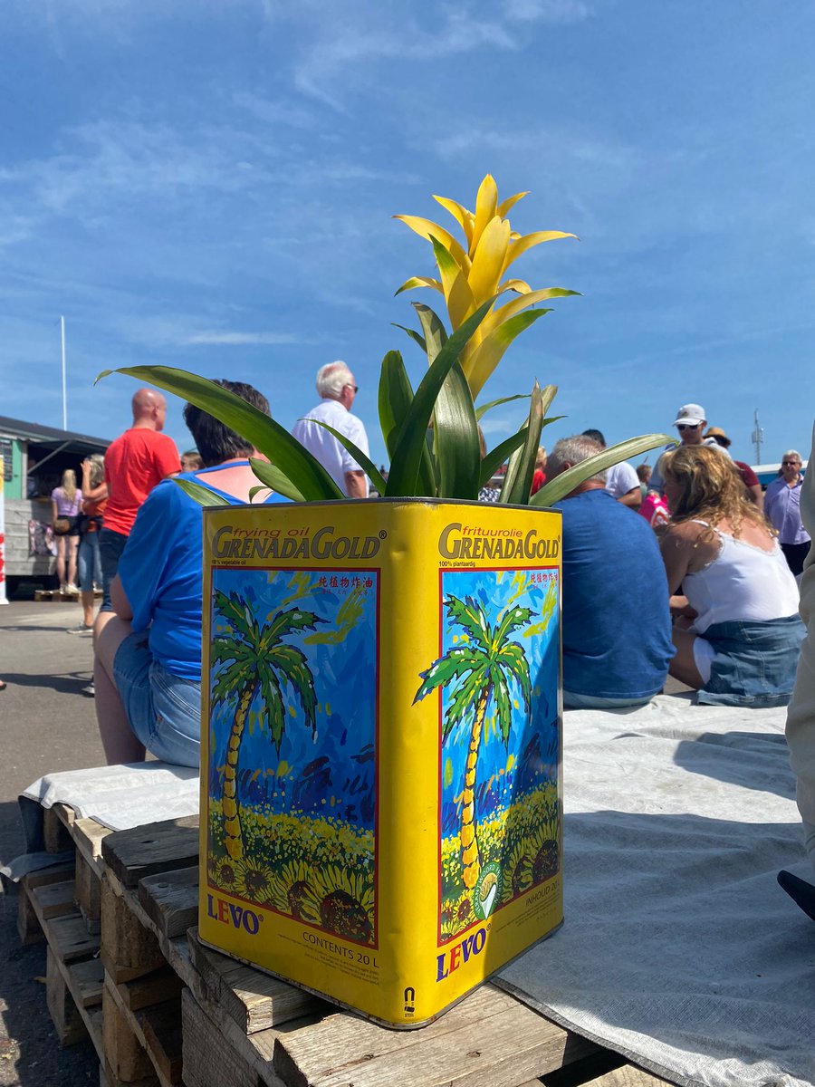 Een aandenken mee naar huis? De Tall Ships Races Harlingen plantjes gaan in de verkoop. Vanaf 16.00 uur zijn ze te koop bij het Hangout Eiland. #TSRH2022 #Harlingen