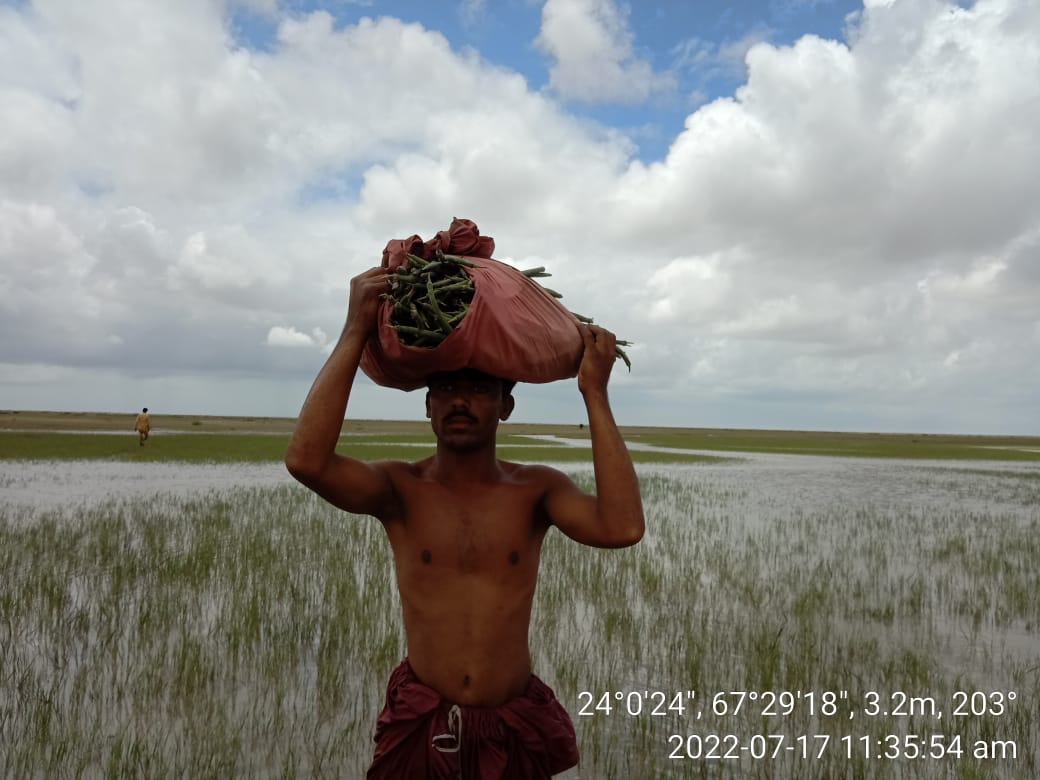 ShehzadSadiq6's tweet photo. The real heroes of CFD who are working hard to resotre/rehabilitate and plant Mangroves in Indus Delta. https://t.co/LUnjsOamLp
