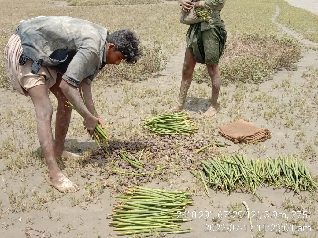 ShehzadSadiq6's tweet photo. The real heroes of CFD who are working hard to resotre/rehabilitate and plant Mangroves in Indus Delta. https://t.co/LUnjsOamLp