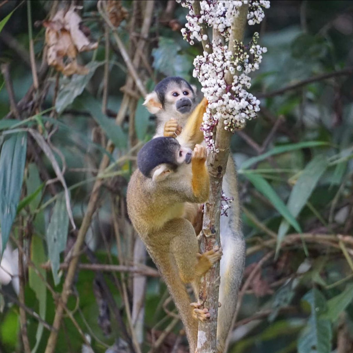 An unusually quiet moment with squirrel monkeys! #Peru #fieldwork #biodiversity #monkeys #primatology https://t.co/Ddc2UNX8cU