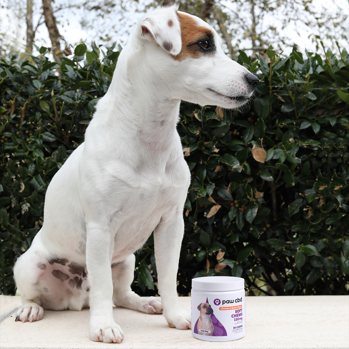 Paw CBD tweet media