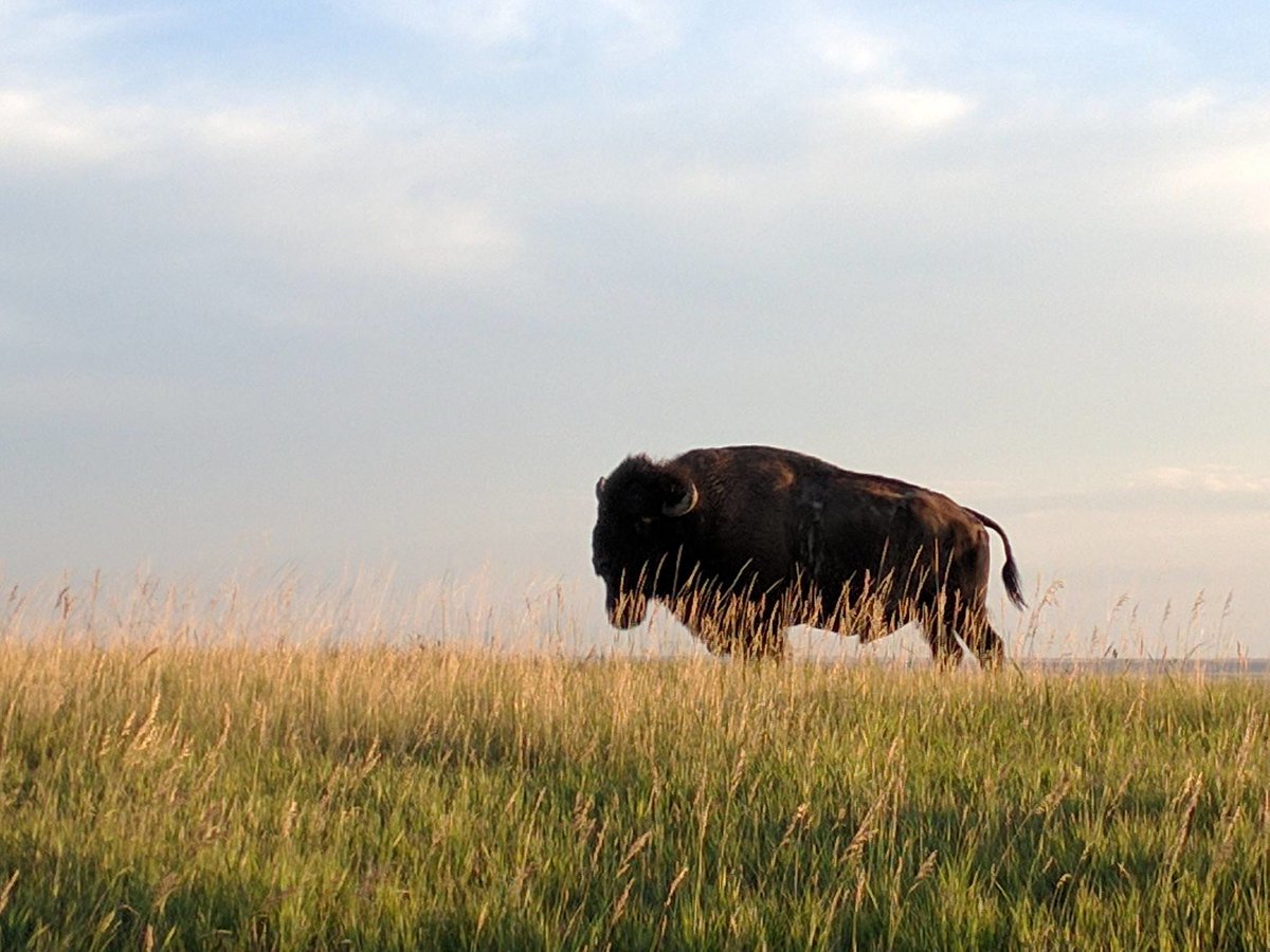 Getting your son ready for college like, "Bye, son. You'll be out standing in your field!"

An adult male bison can weigh as much as 2,000 pounds! Be sure to give them plenty of space as they can run up to 35 miles per hour. No petting allowed! Photo by Tina Shaw/USFWS.