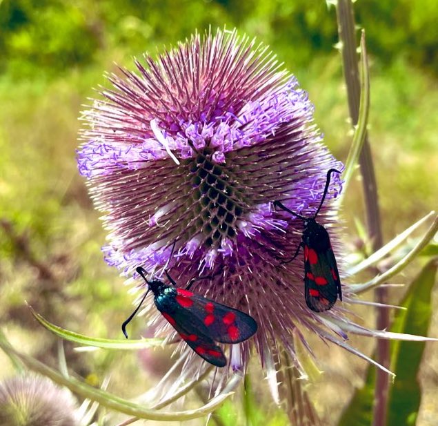 StuWallis's tweet photo. Never seen these before, any ideas what they are please? @savebutterflies @Kate_Bradbury @ChrisGPackham ๐ฆ๐ #InsectWatch #CountThemToSaveThem #ButterflyCount https://t.co/4B7vv7r3mu