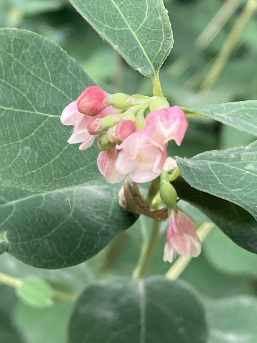 Basing Hill Park tweet media