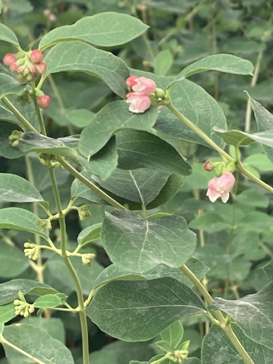 Tiny things are in bloom... who can tell us what they are?
For a closer inspection, these little #pinkflowers can be found all over the bushes on the #HendonWay perimeter of #BasingHillPark.
Green thumb? Leave your answer below! 
#londonparks #whatsgrowing #floweridentification