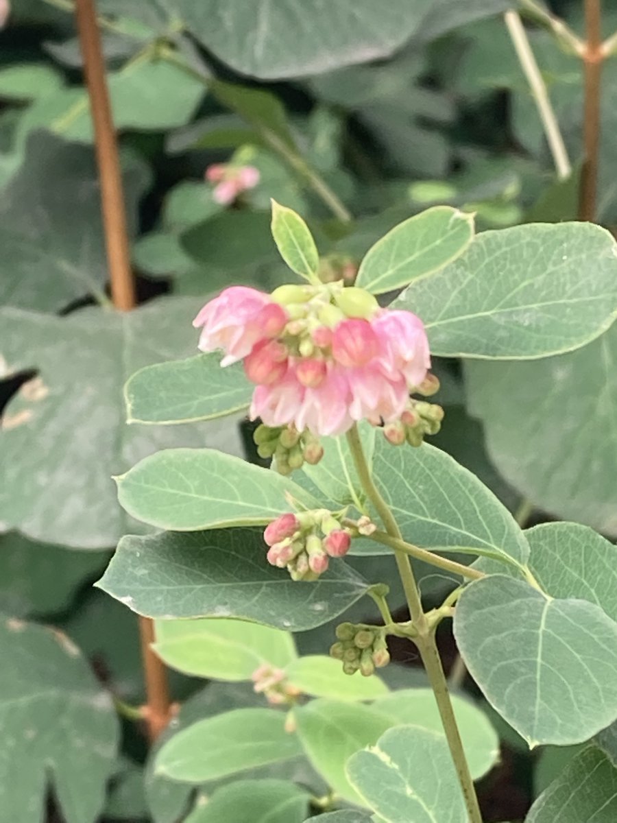 Basing Hill Park tweet media