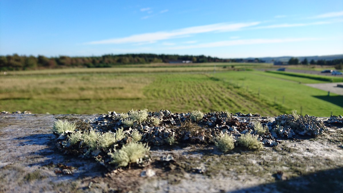 Amy Chou Icebaby4ever Twitter