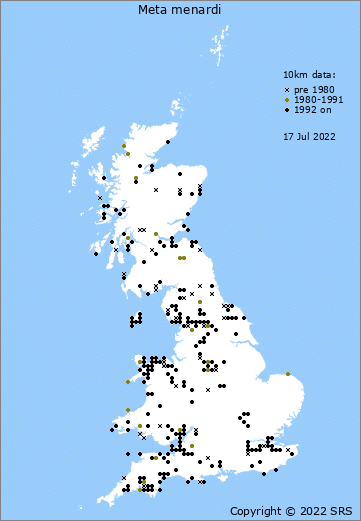 <a href="/sarahdal_gulls/">sarah gulltastic</a> Oh my goodness, Sarah - Cave spiders in your shed! Your location, and their annulated legs and chevrons on the abdomen make Meta menardi much the most likely option. You may have to run open days....