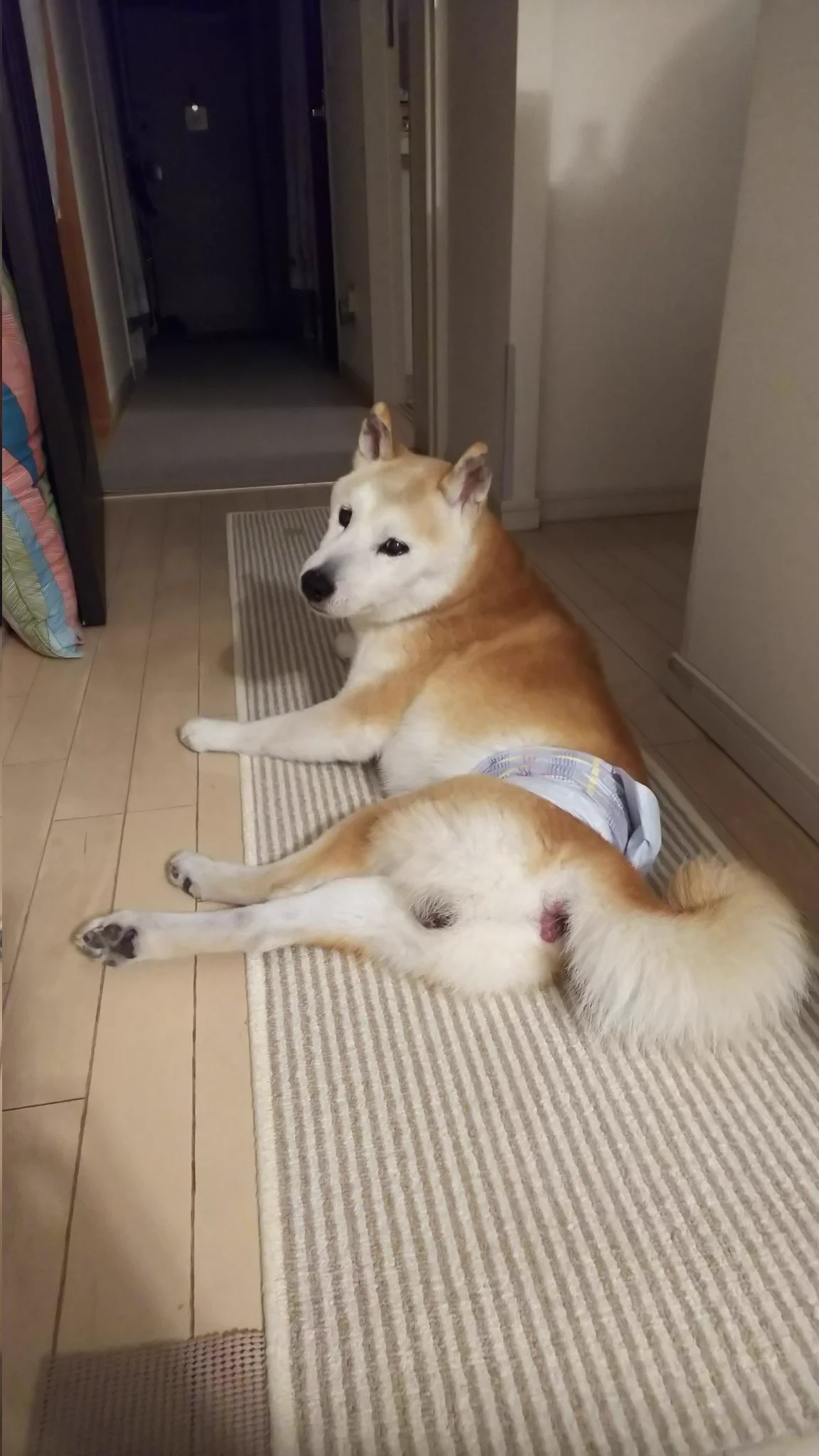 @K5dbZRmjNe77i5r 分かります( ˇωˇ )
15歳になった今のテツは、嫌いだったハミガキも今やされるがまま(笑)しかし、ヤング時代は開口MAXな音量で壁に止まった虫に抗議‼️基本、目からの情報は雑な為、壁の押しピンや汚れなどにも大声で抗議をしていました💦 