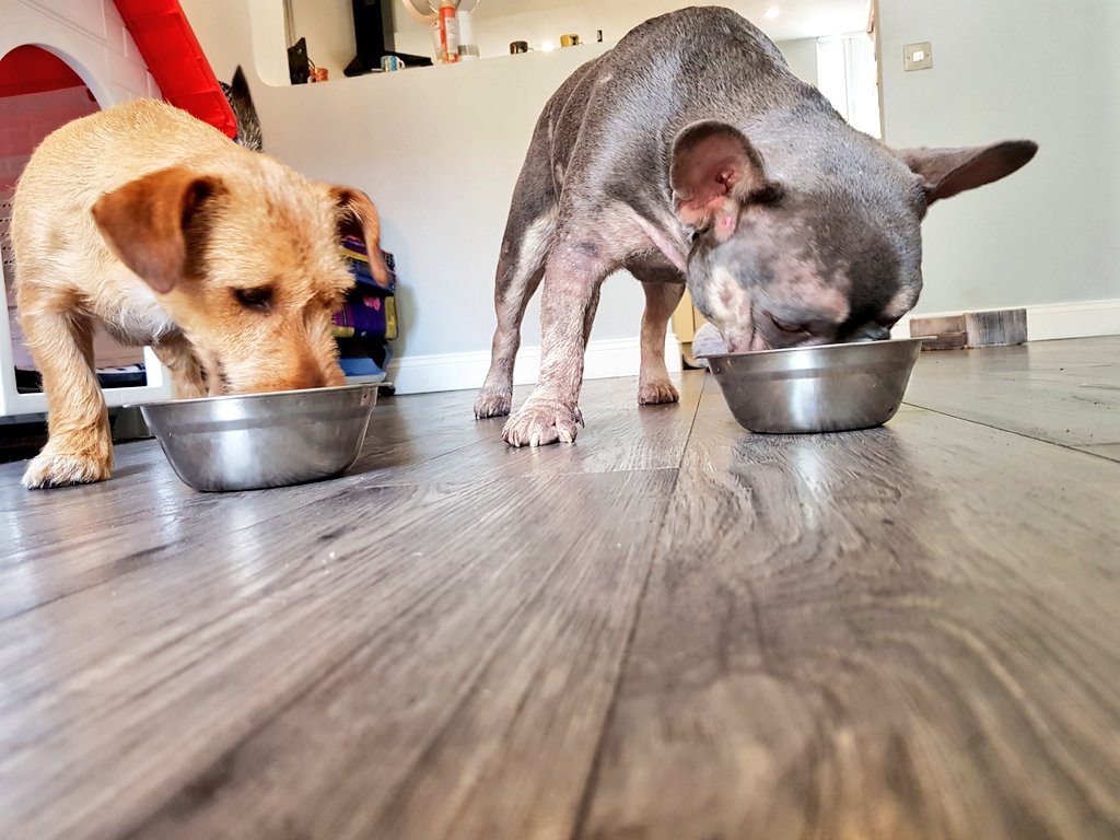 Rachel_Luby's tweet photo. When Bow and Sandy recreated @Disney Lady and The Tramp
#PuppyLove
#ProtectiveFactor
#LifeWorthLiving 
#DogsofTwittter https://t.co/fcFXAvCLVX