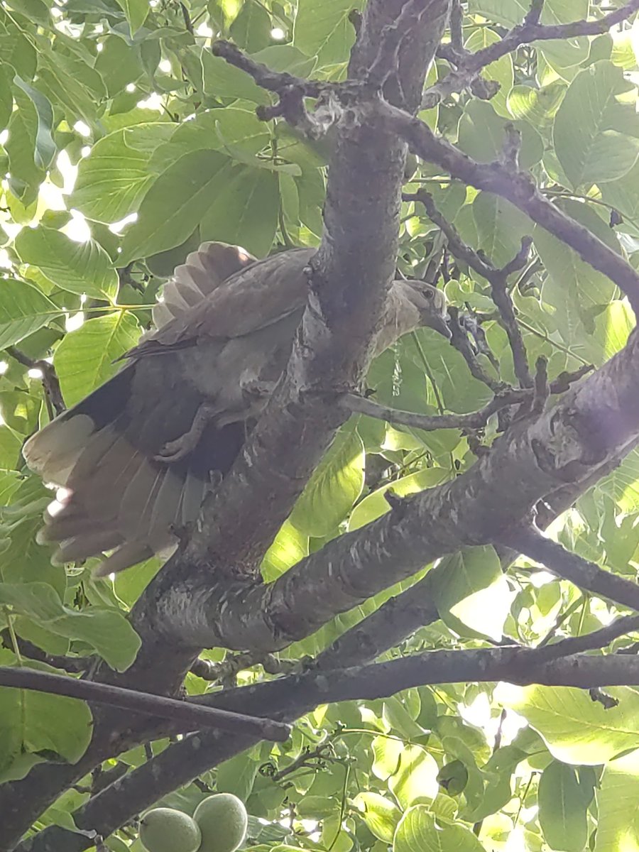 Sreppon's tweet photo. *Based on true events*

#woordbeeld - Voor/nadeel

Het voordeel van vogels -
ze laten je dromen
dat vliegen
haalbaar is

Het nadeel van vogels - 
het gemak
waarmee ze van kwarktaart
een kwaktaart maken 

#voordeel #nadeel #vogel #duif #tortelduif #kwarktaart #kwak #poëzie #poezie https://t.co/d76ERQPDrl