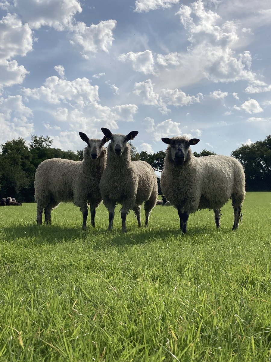 Happy Sunday everyone!

#sheep #gotlandgin #teeswater #bluefacedleicester #devonlife