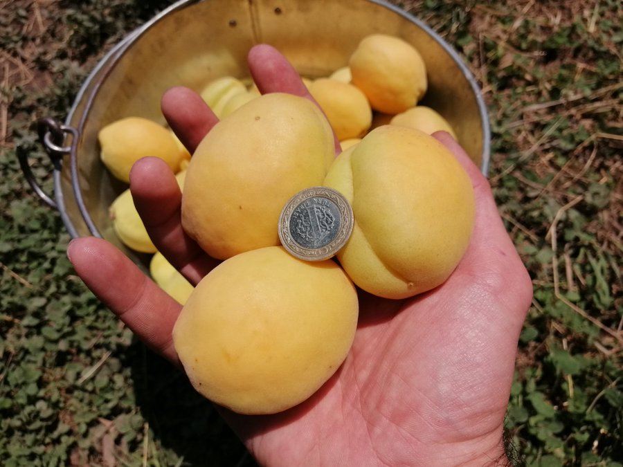 karstansiparis's tweet photo. 🔸#Kağızman abrigozu (Iğdır kayısısı) 

🔸 10 kg kolilerde 1. sınıf ihracat kayısısı.

🔸Kasa içeriği karışık büyüklüktedir. Elime aldıklarım kasalardaki en iri kayısılardır. 

🔸Hafta içi kargo yapacağız.

🔸Sipariş için mesaj yazabilirsiniz.

🔸Rt istirham ediyoruz. 🙏 https://t.co/3sj4kNPr9U