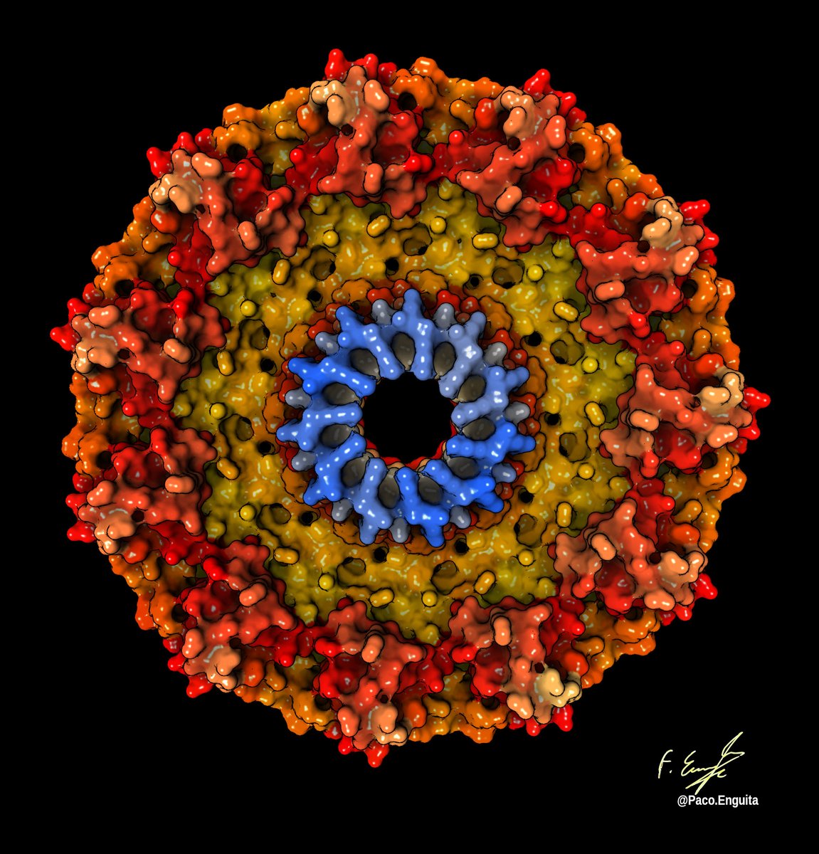 proteinimaging's tweet photo. (1/7) Structure of human Caveolin 1 as determined by cryoEM experiments (PDB code: 7SC0)
Rendering by @fenguita made with #proteinimager
https://t.co/Eyd3wqqnMe
#molecularart #immolecular #caveolin #membrane #complex #oligomer #disc #cryoem https://t.co/AGUdvAx5TS