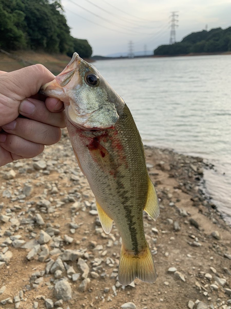 1220_sho's tweet photo. 本日爆風の中15時から🎣
このサイズしか当たりがない🫡
濁り入ってたからクランクで出るかなーて思ったけどなにも出ず結局ネコリグで⭐️
#TULALA
#モンストロ
#66S https://t.co/qoCRX4OK5k