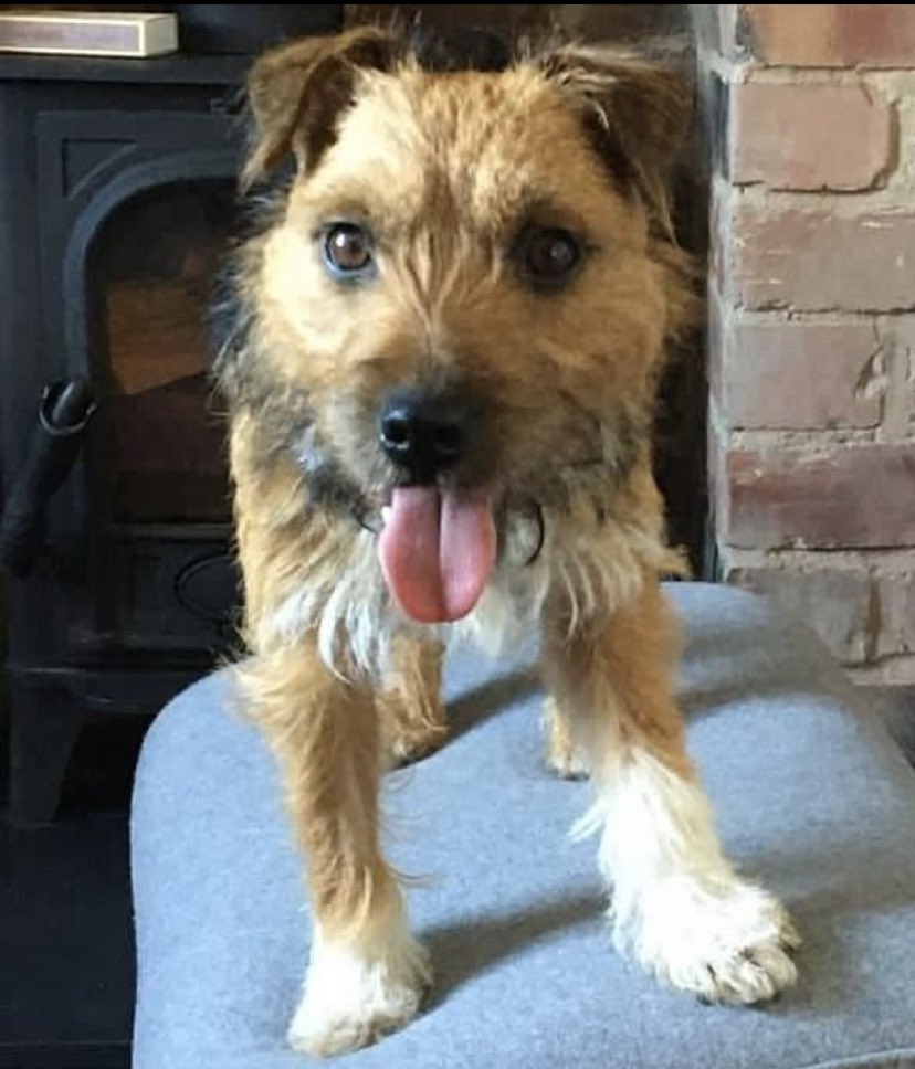 Did you pick up this dog in Sept last year in Northumberland? Do you know someone who got a dog like this around that time? Her name is Flossie and she is desperately missed.
Please see my previous tweet about her. 🐾 ♥️🐾♥️🐾