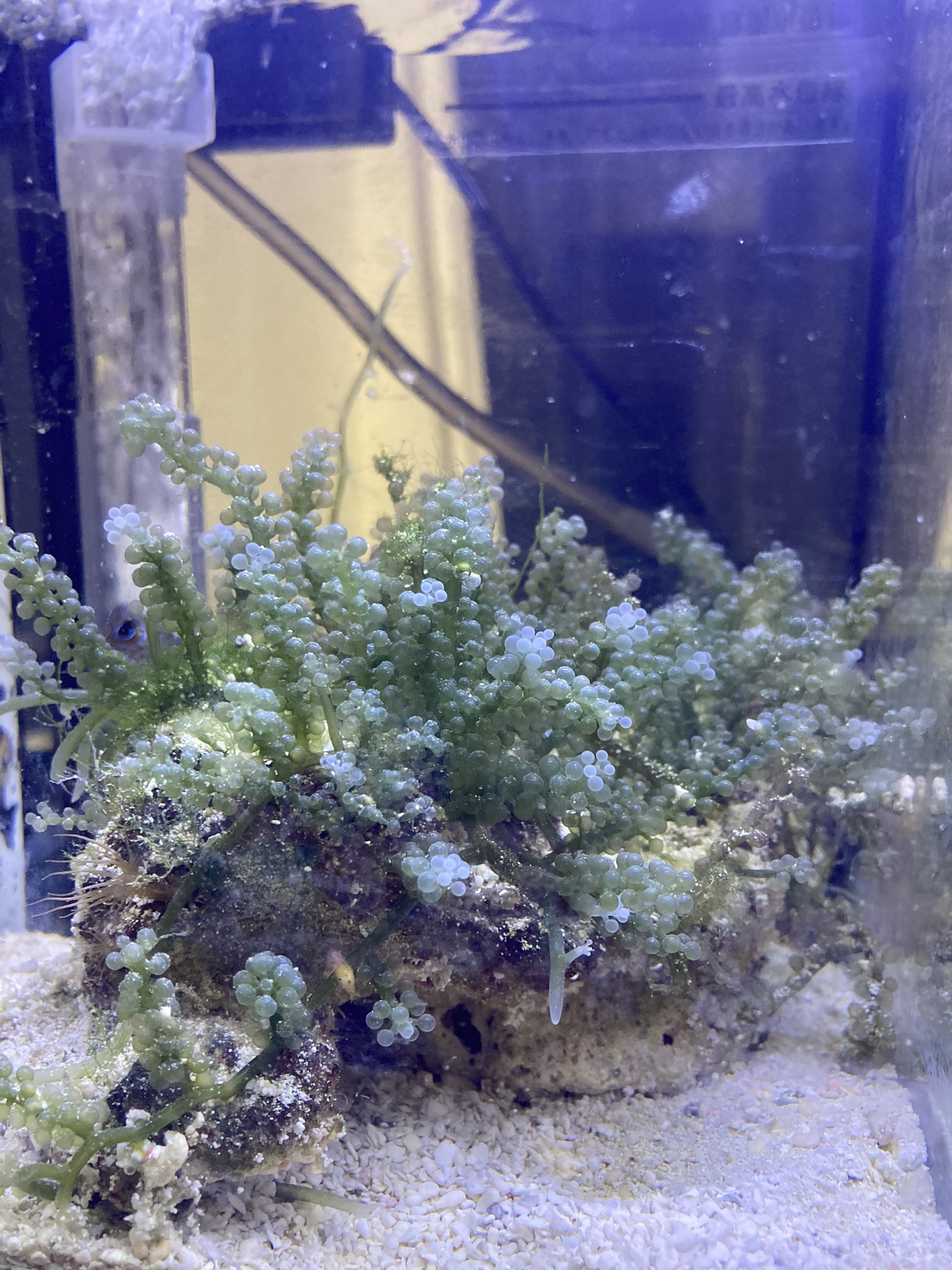 さばみそ 海ぶどうの人 底面式フィルター初めて使いましたけどいいですねこれ 水槽内がすっきりして見えます 小型水槽で少ない数の生体を飼育するときなんかにうってつけです そして安定の海ぶどうで濾過補助をしていきます T Co 4fyyizwova Twitter