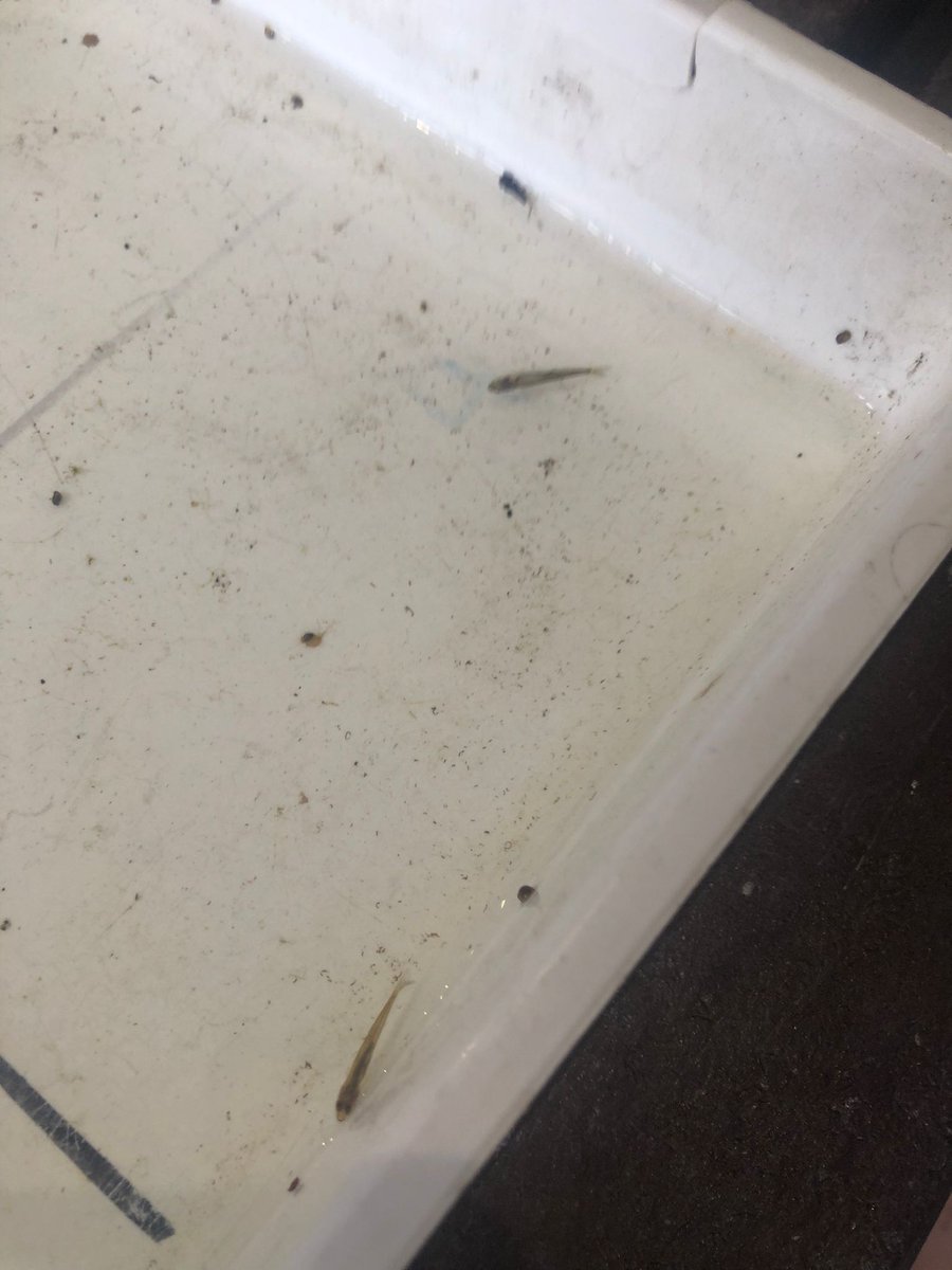 Y12 Biologists are recording their Biodiversity data from their fresh water ecology investigation <a href="/FSCRhydyCreuau/">FSC Rhyd-y-creuau</a> <a href="/Sandbach6thForm/">6th Form @ Sandbach</a>