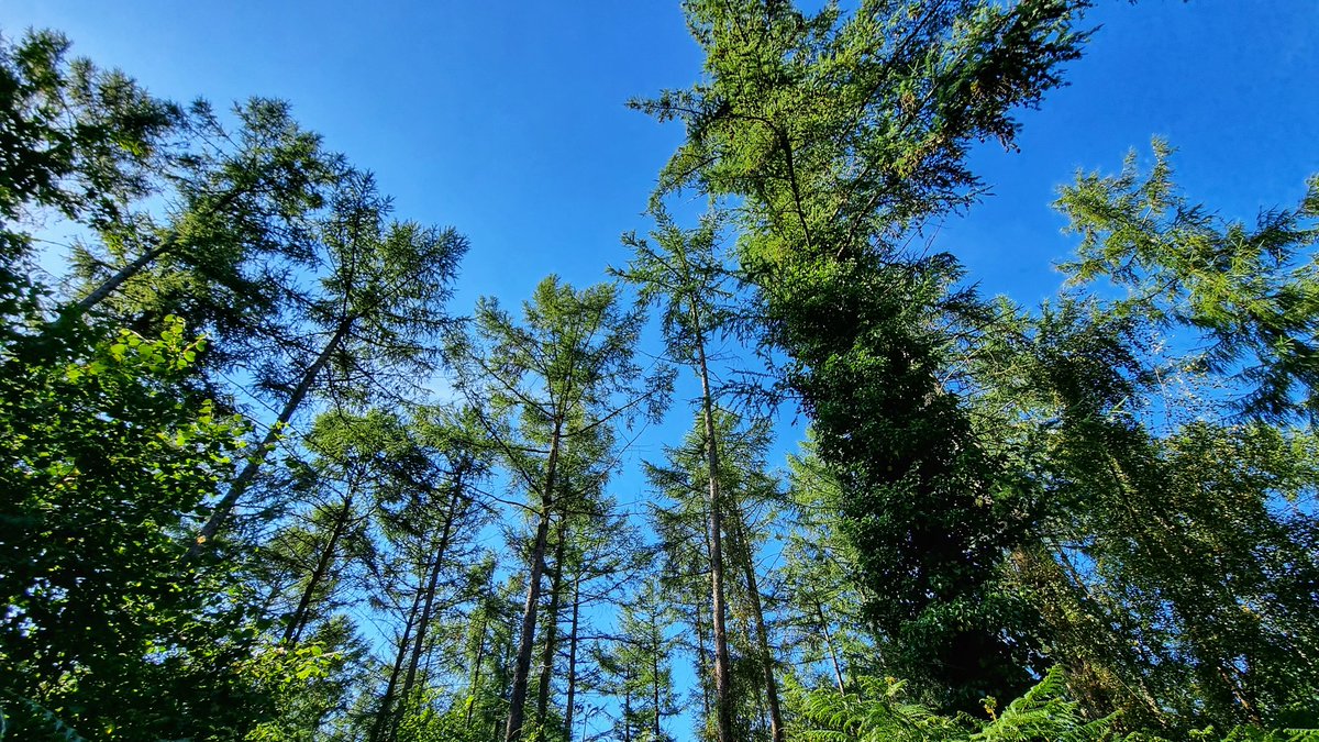 HeroesStoma's tweet photo. Summer morning ramble.
#clearingthemind #positivity #beautifulday #NaturePhotograhpy #natureatitsbest https://t.co/CnL4kEm6lq