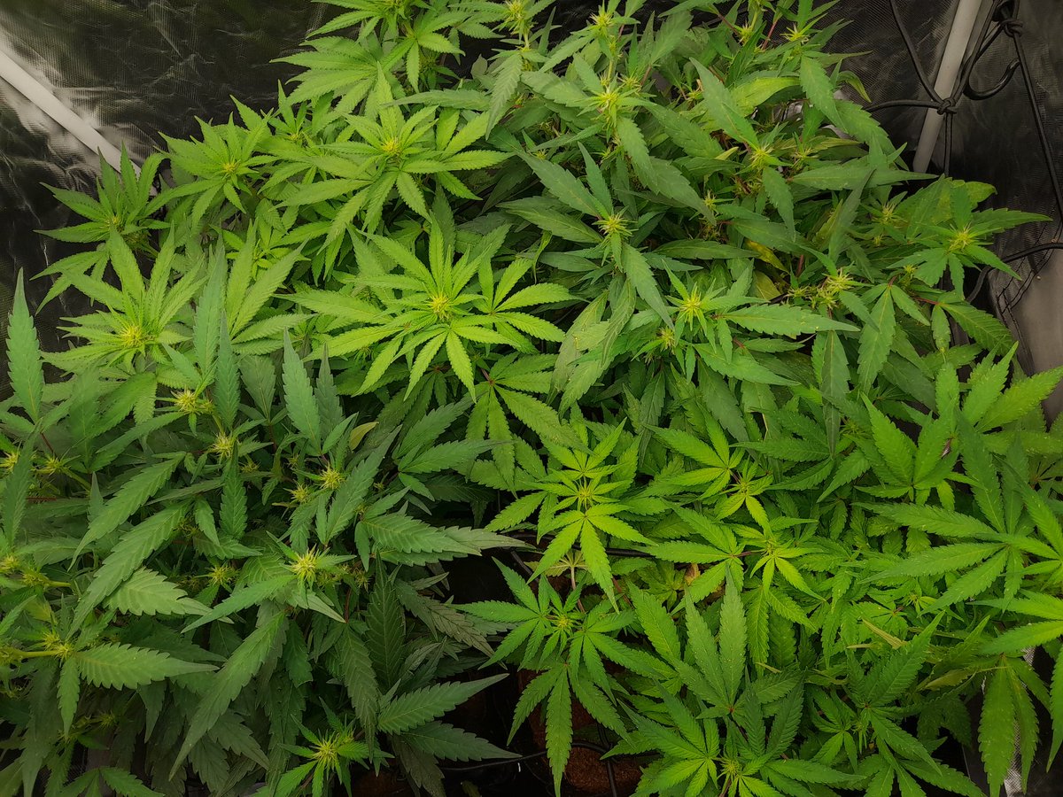 🍀🍀🍀#italiangrowingplant #CannabisCommunity #cannabis #stonedfam #420community #growindoor