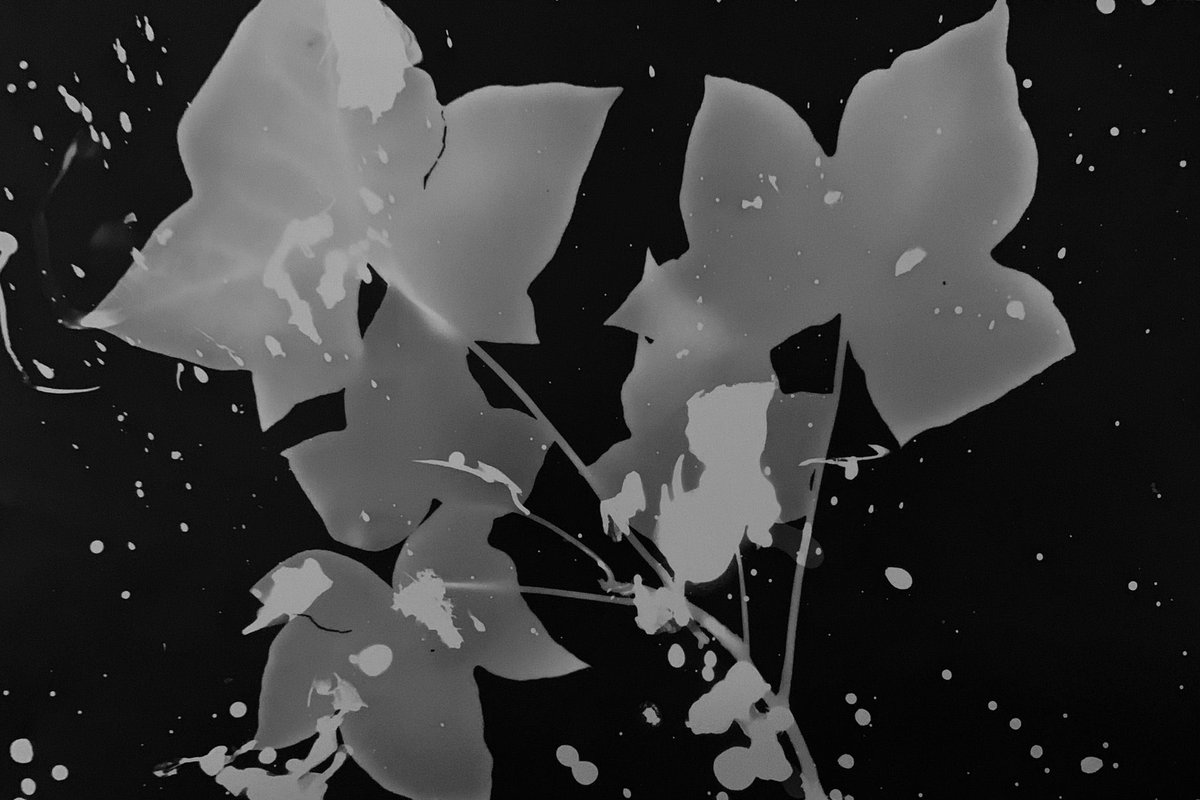 ilhansadikoglu's tweet photo. thanks for collecting dear @Rabia_bird 🖤
7/10, 1 xtz.
#photogram #rayogram #cameraless #darkroom #experimental #CleanNFT #nftphotography
Link 👉 https://t.co/zx6QiySbH2 https://t.co/B7TCuY2YsW