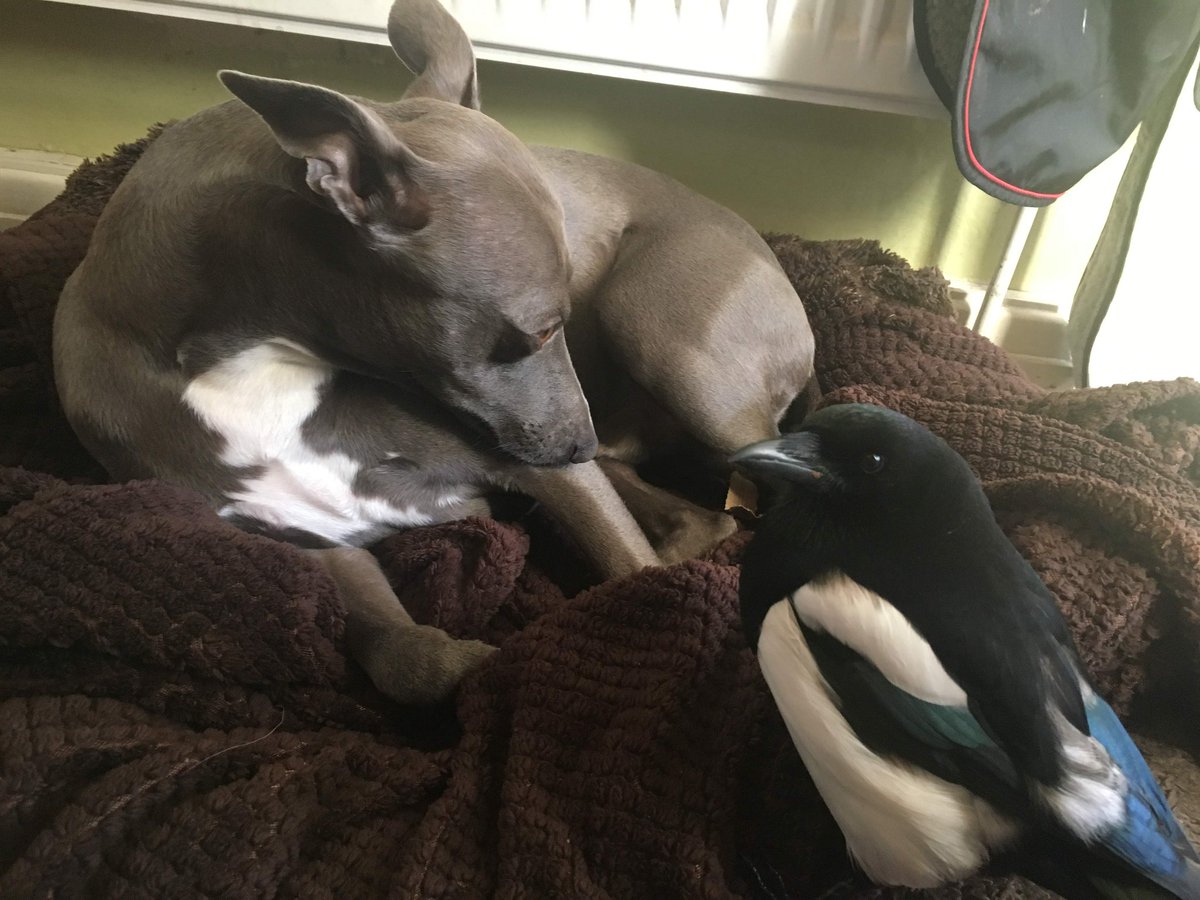 PenPendragon's tweet photo. #DogsofTwittter. Boo Radley and @MagpieMike staying chilled
#whippets
#magpiemike
#Heatwave2022 https://t.co/x89H7RdeO5