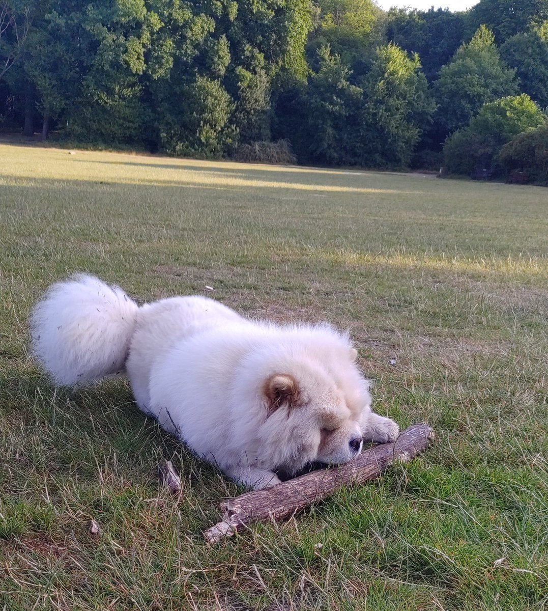 fluffy_chow's tweet photo. Early walk this morning. Another dog left this stick behind so I thought I'd play. Couldn't work out how to carry such a big stick though. https://t.co/ttgUwi40L9