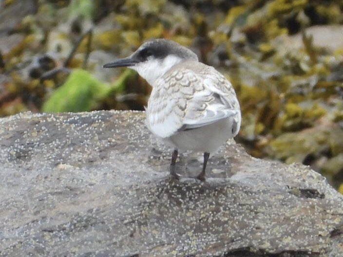 barry sample tweet media