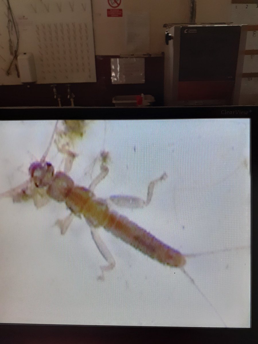 The Y12 Biologists are magnifying their invertebrates to identify species. <a href="/Sandbach6thForm/">6th Form @ Sandbach</a> <a href="/FSCRhydyCreuau/">FSC Rhyd-y-creuau</a>