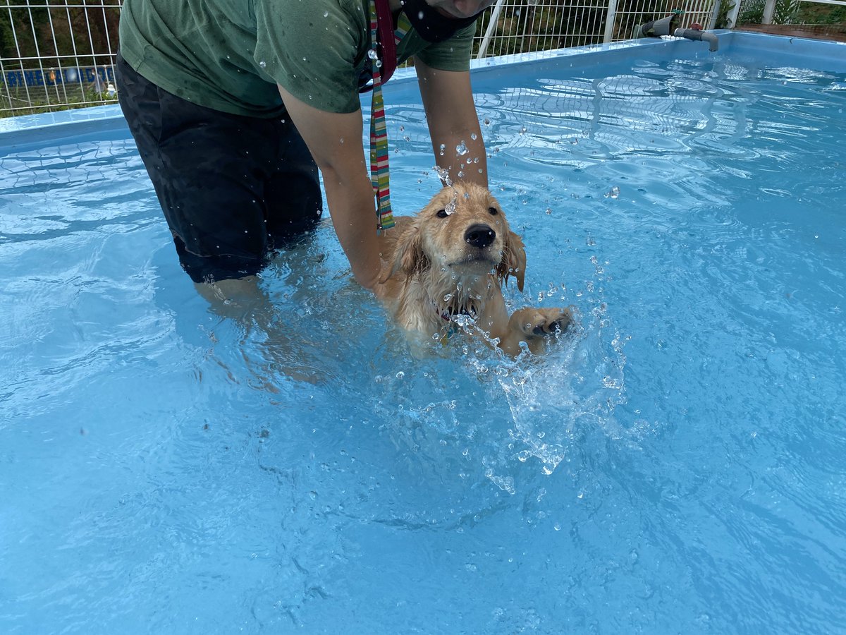 noah____0106's tweet photo. 泳ぎのツーショット🐶
マノのはじめてのプール🌊 https://t.co/0aAZbE1FG7
