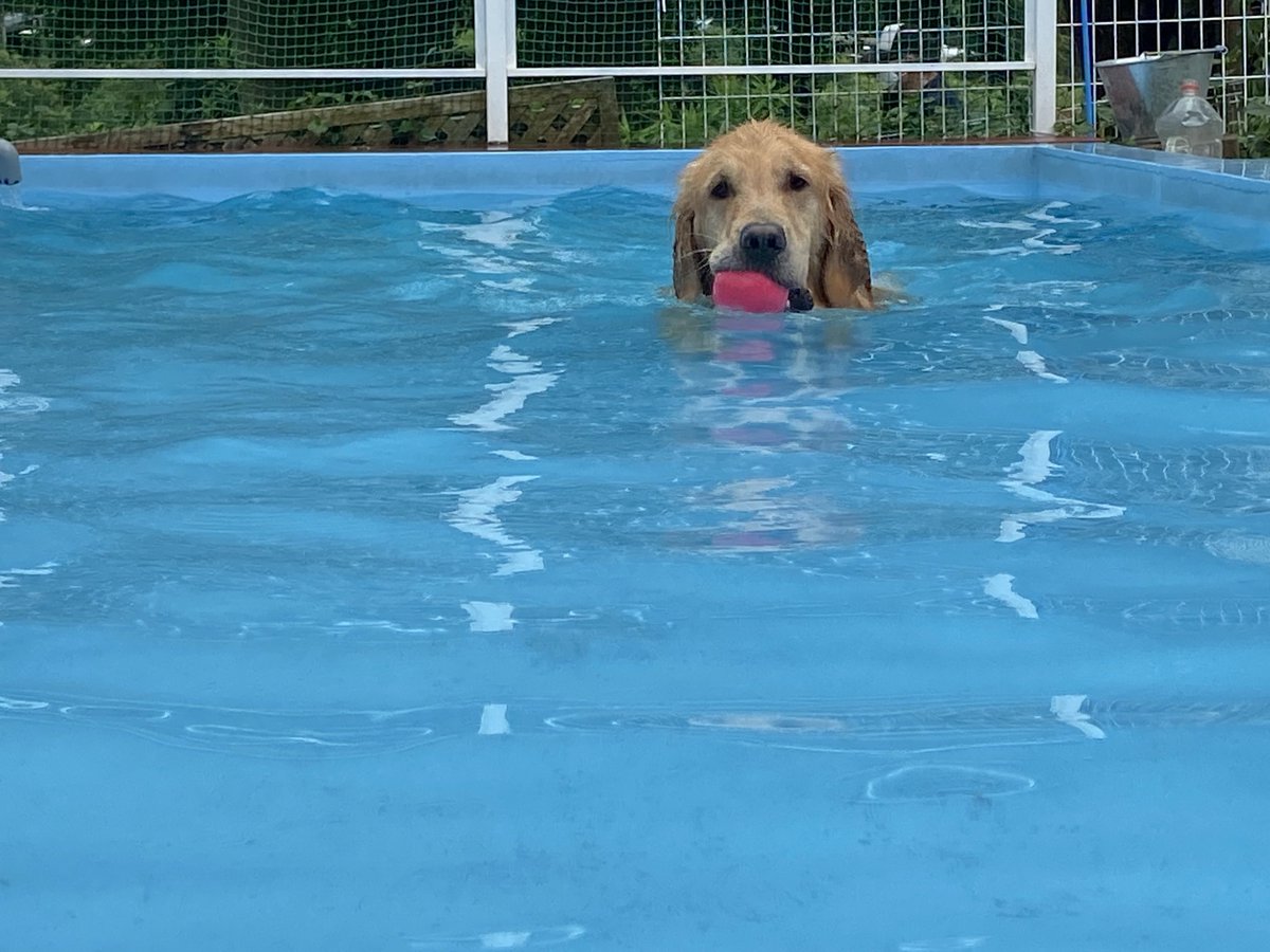 noah____0106's tweet photo. 泳ぎのツーショット🐶
マノのはじめてのプール🌊 https://t.co/0aAZbE1FG7