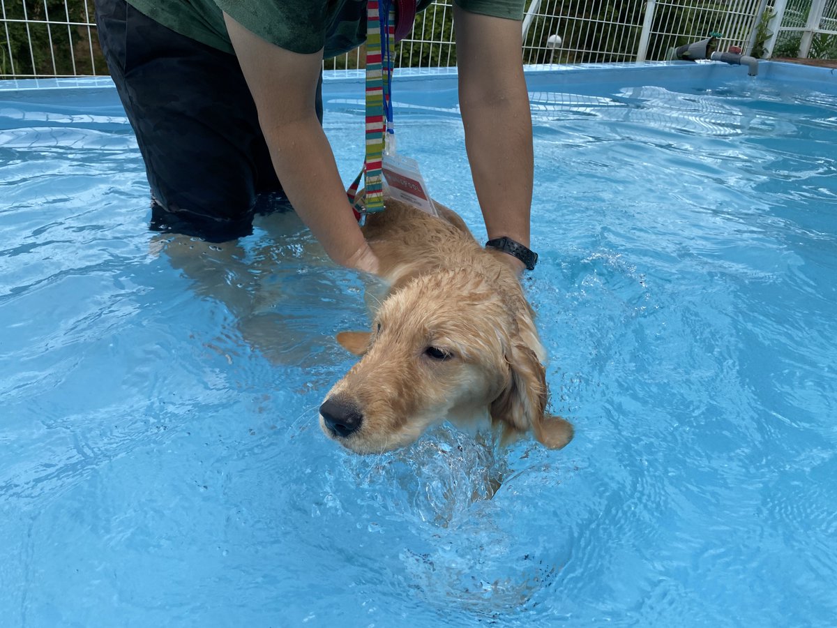 noah____0106's tweet photo. 泳ぎのツーショット🐶
マノのはじめてのプール🌊 https://t.co/0aAZbE1FG7