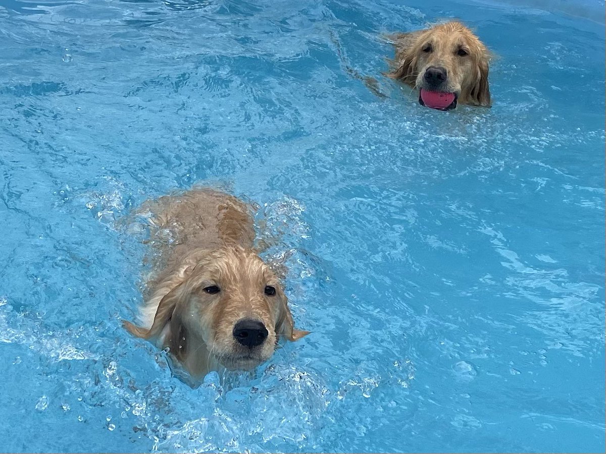 noah____0106's tweet photo. 泳ぎのツーショット🐶
マノのはじめてのプール🌊 https://t.co/0aAZbE1FG7