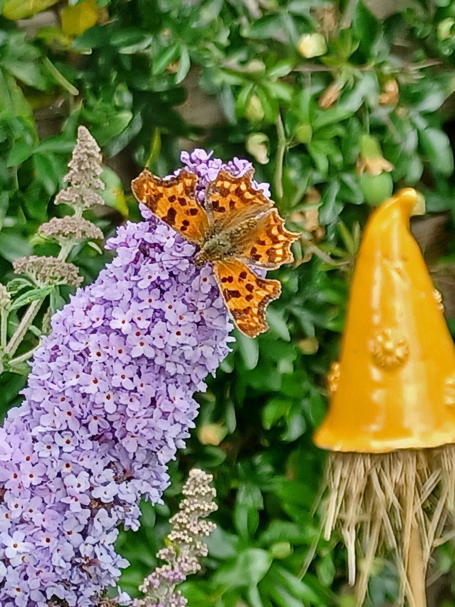 RinyvH's tweet photo. Mn tuintje nog geen jaar oud en een gehakkelde aurelia en een prachtige gele libelle. Blij mee. https://t.co/VR1TGMYBa9
