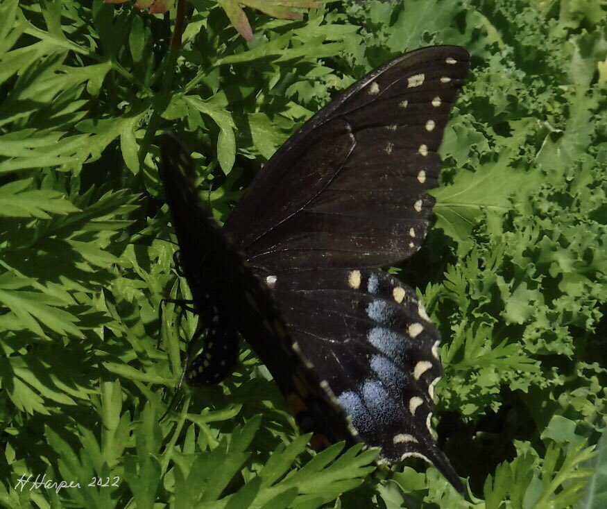 🐝 &amp; 🦋 #bees #butterfly #NaturePhotography #nature #pretty
