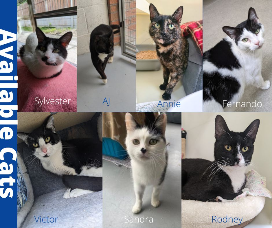 We have a lot of cats who are looking for their forever home! Everywhere has had a bit of slow down with adoptions as we know times are tough, but if you do have the resources to take on a cat then please consider adopting. To find out more: rspca.org.uk/local/findapet…

#adopt #cats