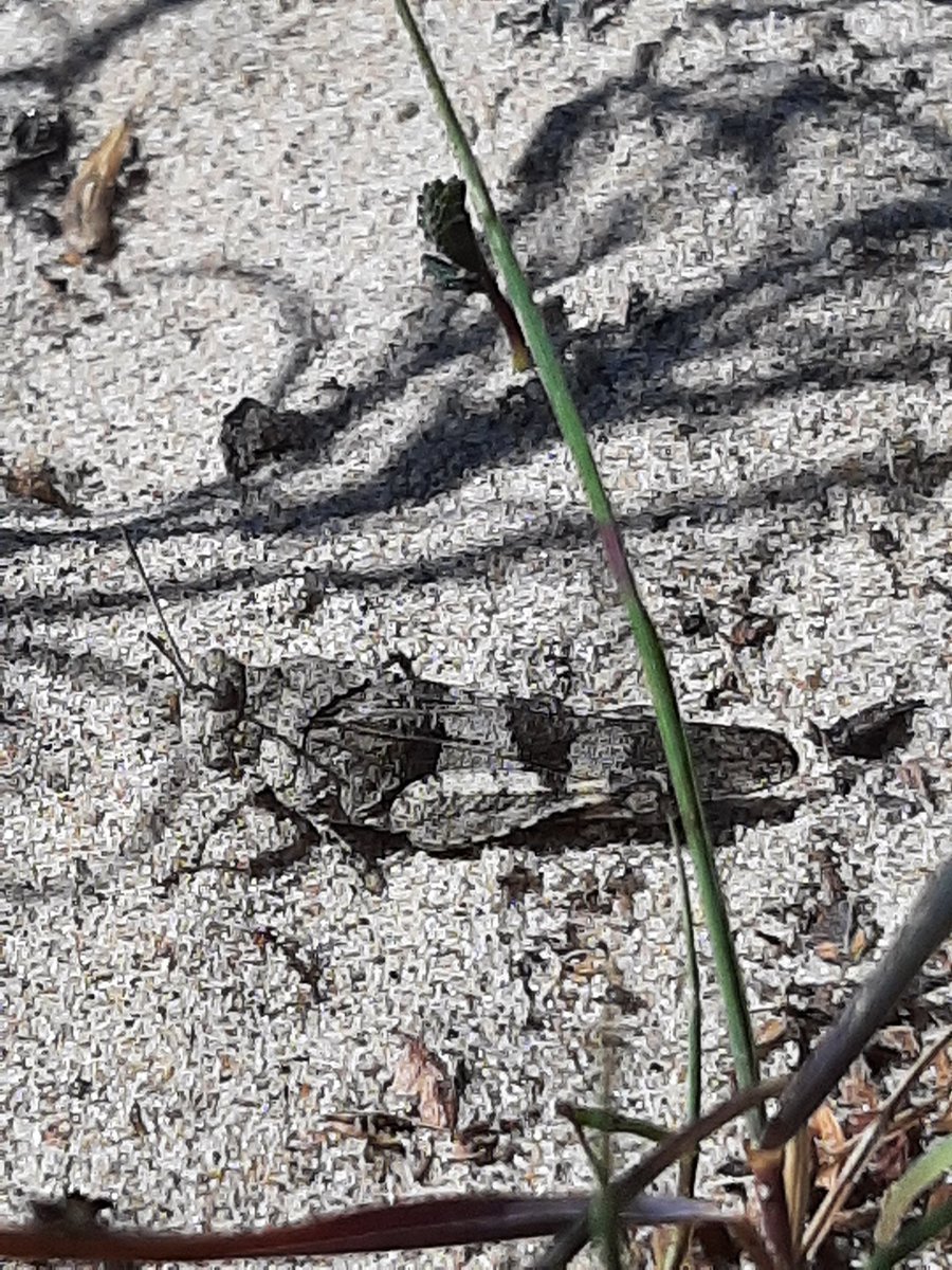 robertkeizerlbg's tweet photo. Mooie ochtend #Millingerwaard @staatsbosbeheer met #solitaire_bijen #lathyrusbij op #aardaker #andoornbij op #moerasandoorn en #kattenstaartdikpoot op #kattenstaart verder #blauwvleugelsprinkhaan en succesvolle #visarend vast geen nieuwe voor @soortenjaarGP @twanteunissen https://t.co/VyRuaGexw6
