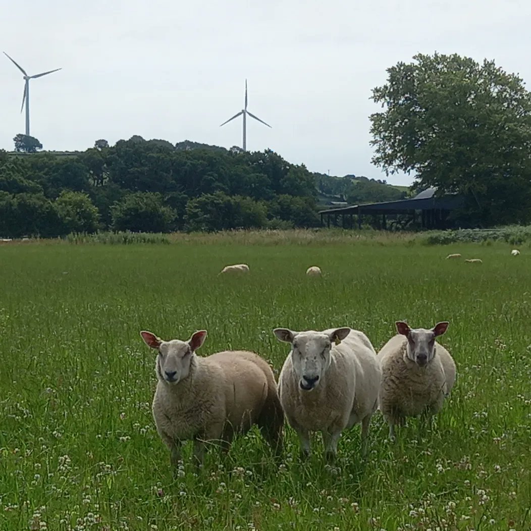 JacksonOrganics's tweet photo. The ewes and lambs today, on Multi Species Sward - a mix of 13 different plants: grasses, clovers, legumes, herbs, and other beneficial plants - some of which have deep roots and bring minerals from the subsoil up into the plants leaves. https://t.co/1E1OsonqMQ