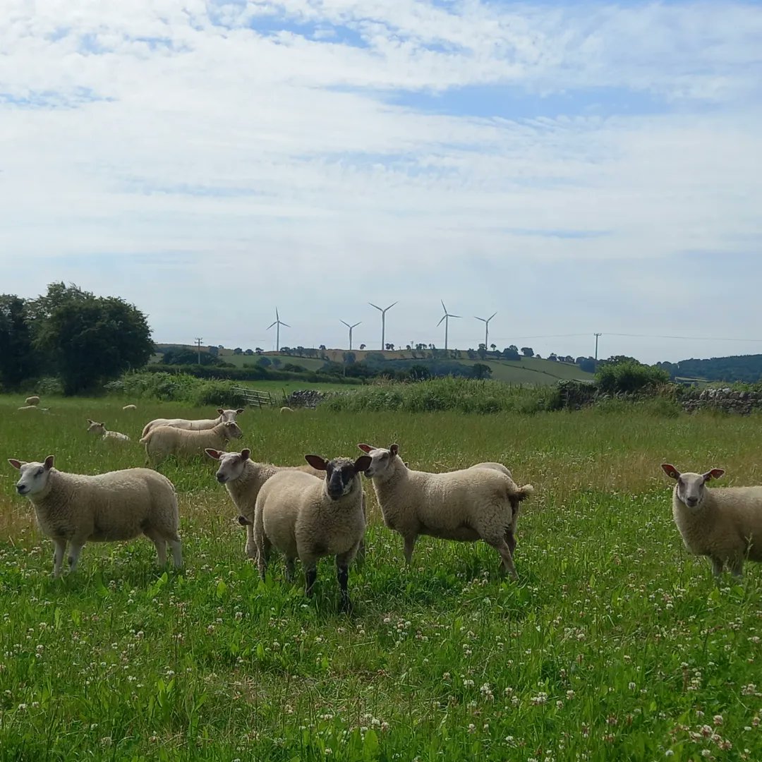 JacksonOrganics's tweet photo. The ewes and lambs today, on Multi Species Sward - a mix of 13 different plants: grasses, clovers, legumes, herbs, and other beneficial plants - some of which have deep roots and bring minerals from the subsoil up into the plants leaves. https://t.co/1E1OsonqMQ