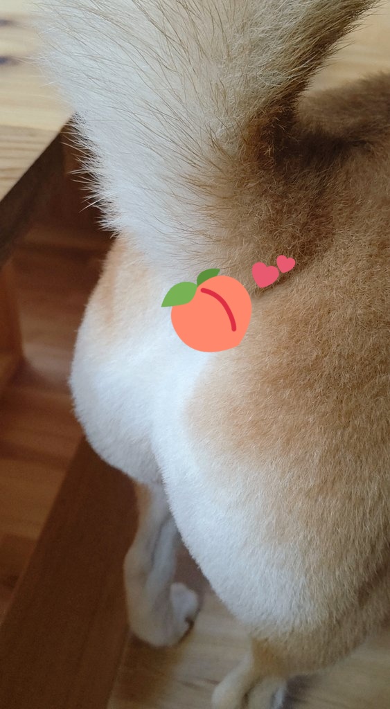 🍑💕✨
シャンプーで桃のおしりにしてもらいました！
#柴犬　#犬のいる暮らし　#シャンプー