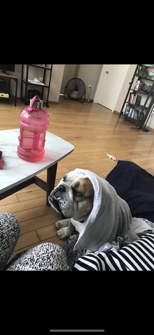 IT IS TOO HOT TO WALK SMUSH FACE DOGS! Please don&rsquo;t drag your bulldogs/pugs/other smush face dogs out<a href="/tag/covid19"class="tags"><span>#covid19</span></a><a href="/tag/yourpriviledgeisshowing"class="tags"><span>#yourpriviledgeisshowing</span></a>