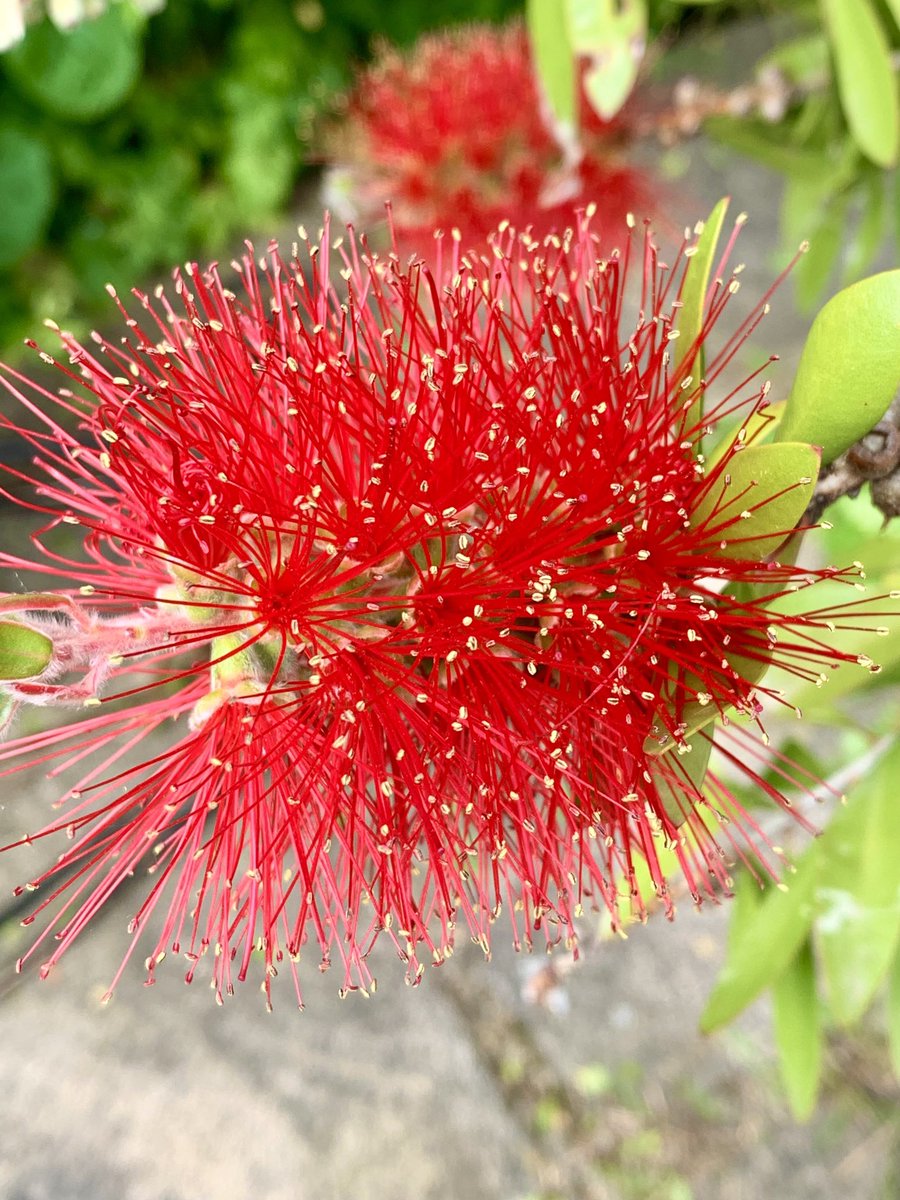 PaulMarklew2's tweet photo. Taken in my garden https://t.co/ISHhbNFaEU