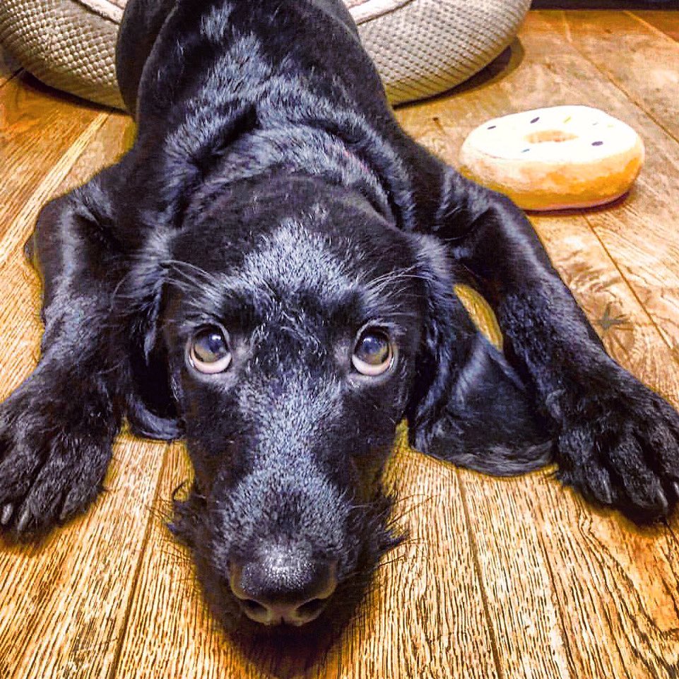 JigPawsDotCom's tweet photo. “Doughnut… what doughnut…?” 🐶
Create personalised photo gifts at https://t.co/q6nnwiX5AF and share a little piece of the family. 🐶🐰😻📦✈️👍🏼
#dog #puppy #dogstagram #instadog #puppylove #dogsofinsta #doggo #ilovemydog #doglife #puppies #pup #doglover #dogoftheday #jigpaws https://t.co/yeES86mXnL