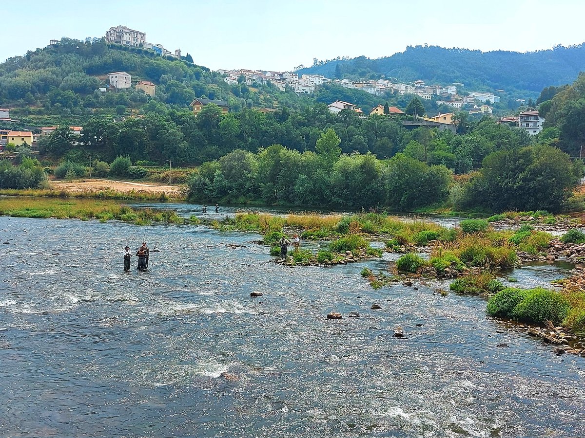 PMRAlmeida's tweet photo. Brown trout fishing workshop in the Mondego river at Penacova.
@MARE_centre #DiadES
@CarlosMAlexand @CatarinaPMateus @sarasrsilva11 @AnaSSRato @Andreia_FD @sypetra @univdeevora https://t.co/NEwLAgRrNL