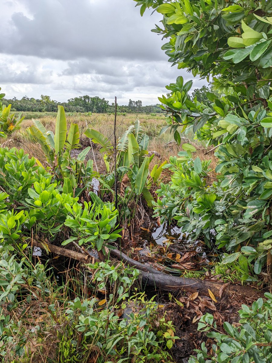 Dr. Claire Raisin tweet media