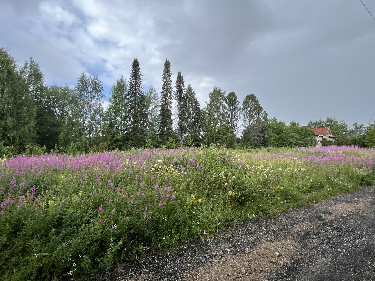 JP_Latti's tweet photo. Yhdessä kuljetaan
Päivän kirkkauteen
Asemalla jonka varrella kasvaa
Villejä lupiineja

#Sukeva #Suomi #Finland #Finnland https://t.co/5n5hqhGB8L