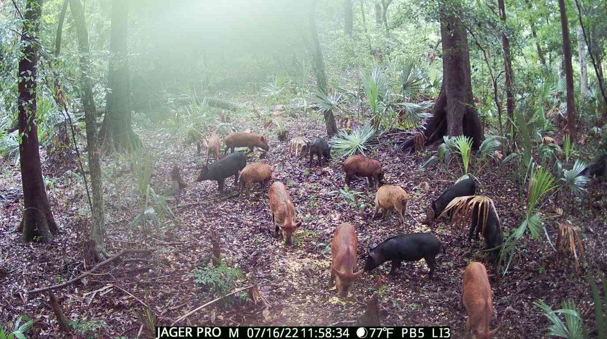 ChrisAllenTurf's tweet photo. The hog IPM continues @PPGCC … going to be a fun week… cleaning/quartering hogs wasn’t on the job description, but it needs to go on the resume 😂. Local community/crew going to be eating well soon. #jagerpro #hogcontrol #wildhogs #superintendentlife https://t.co/43WKEM40Dm